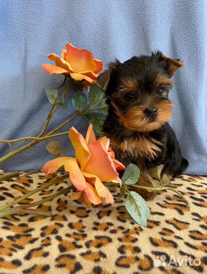 Милые щеночки йорка