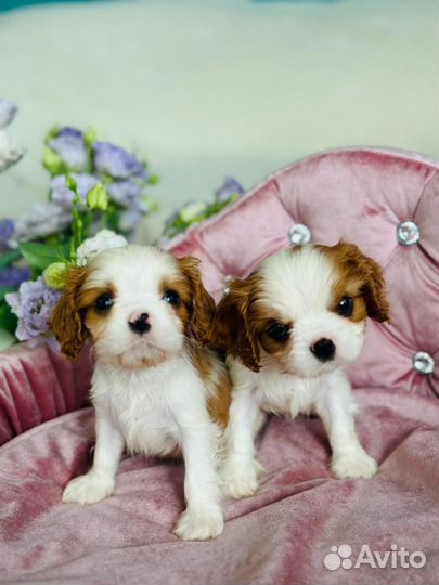 Кавалерчики мальчик и девочка