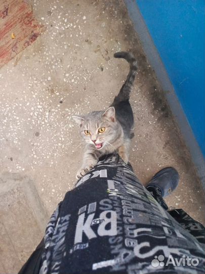 Кошечка в добрые руки