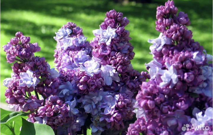 Сирень Красавица Москвы, Ами Шот