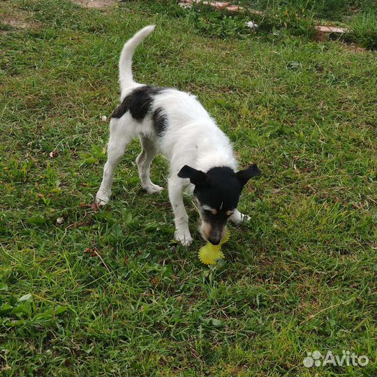 Парсон-рассел-терьер компаньон