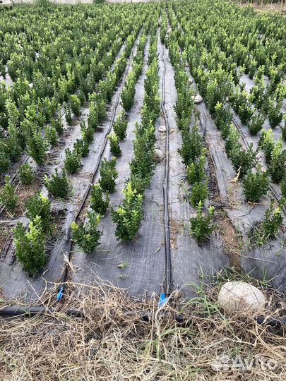 Самшит 30-35см