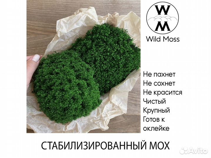 Стабилизированный мох