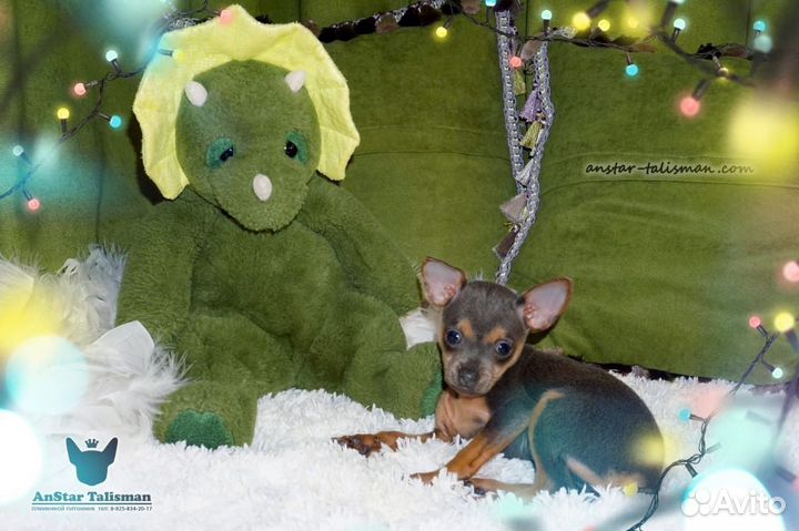 Супер Той Терьер