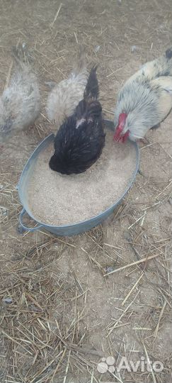 Отходы после переработки пшеницы