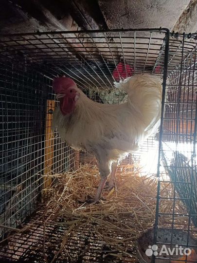 Молодые петушки