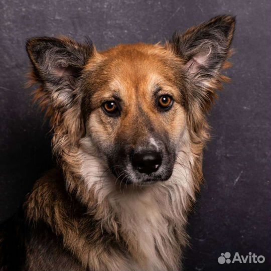 Метис колли