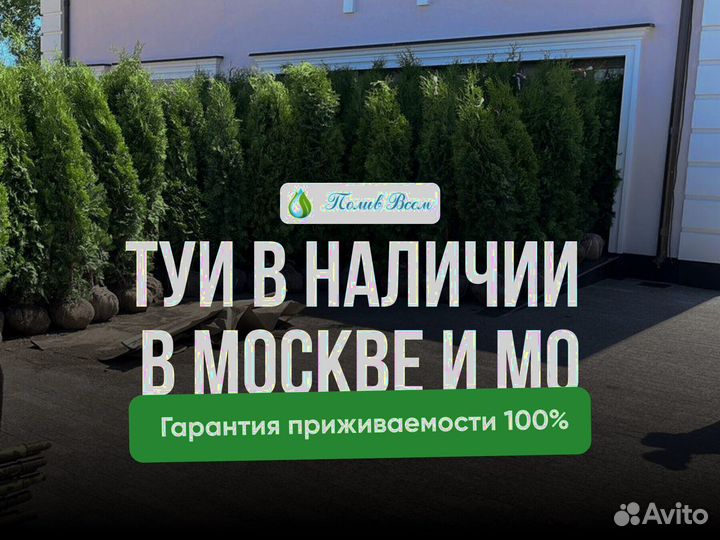 Туя Брабант Смарагд Колумна