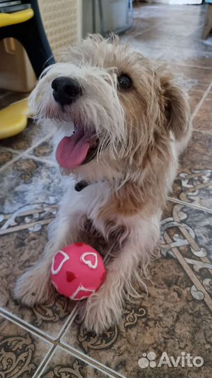 Передержка животных в квартире