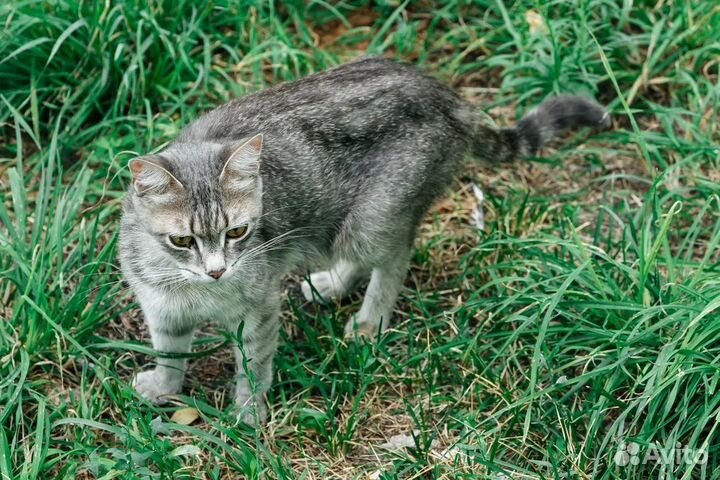 Котята погибают