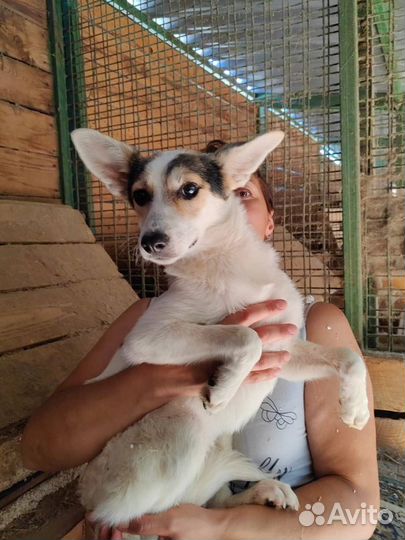 Забавная девочка щенок