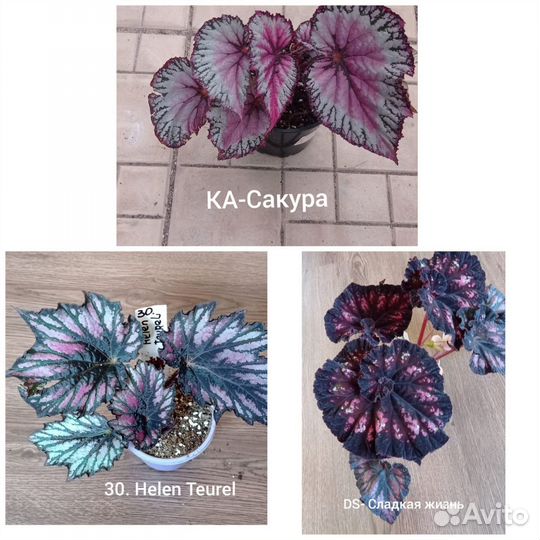 Декоративно лиственные бегонии