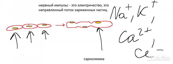 Лучший репетитор по химии и биологии,экзамены