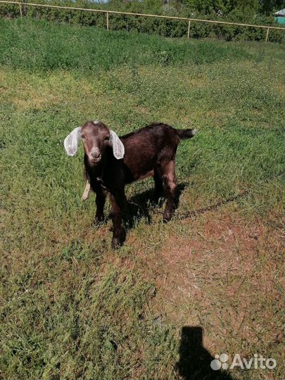 Англо нубийские козы