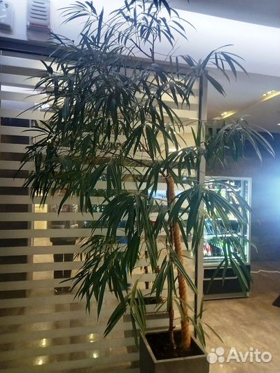 Фикус Биннедика Али 3м