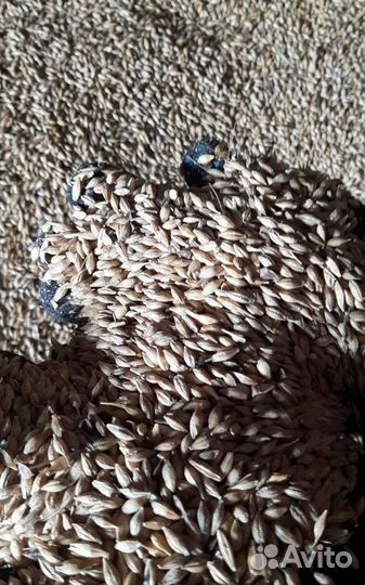 Подсолнечник, Фуражная кукуруза на корм/посев