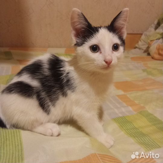 Котенок в добрые руки