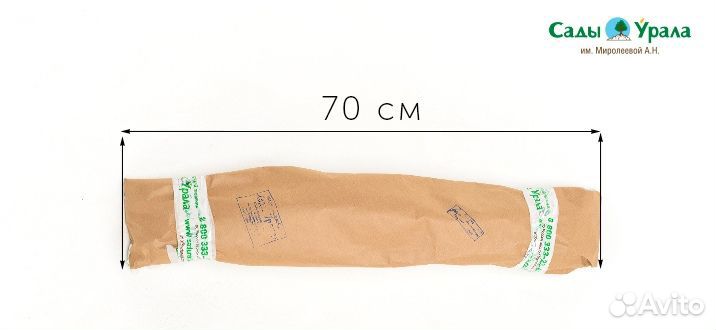 Слива Амурская Роза (подвой Бессея), саженцы окс