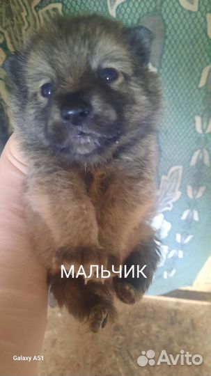 Щеночки ищут дом