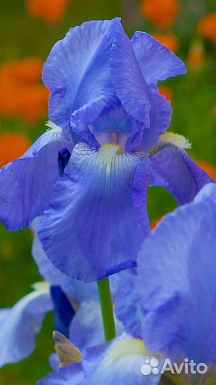 Ирис 3 вида