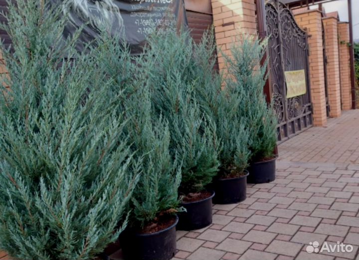 Скальные голубые можжевельники Блю Эрроу, Мунглоу