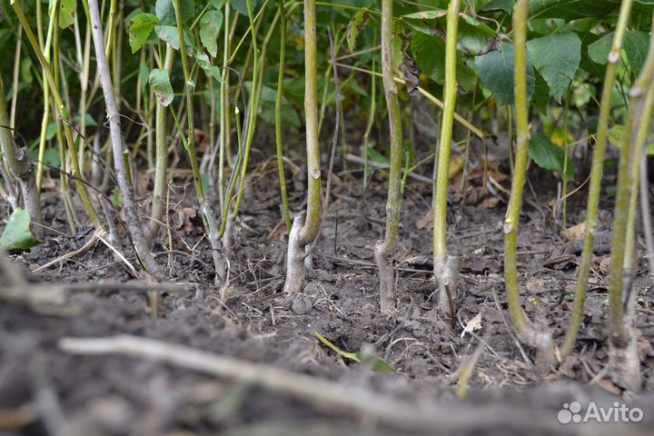 Орех грецкий