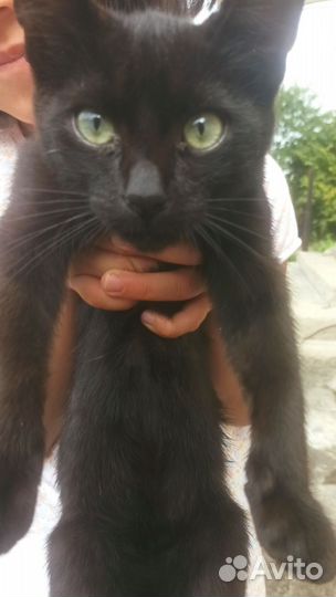 Котята в добрые руки мальчики