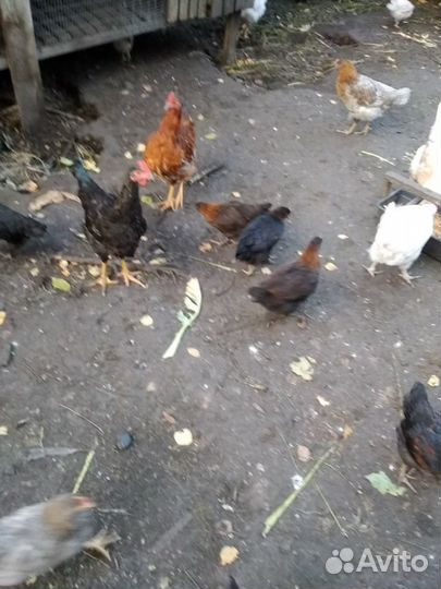 Куры несушки и молодки