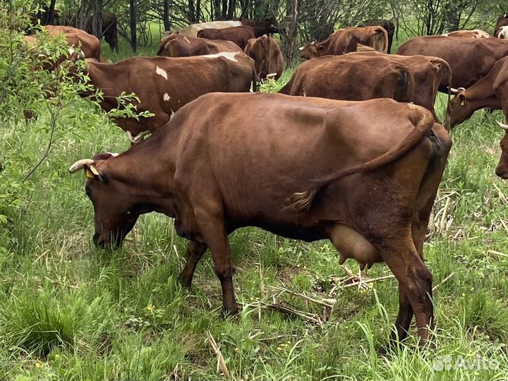 Коровы, нетели, телки, телята суксунской породы