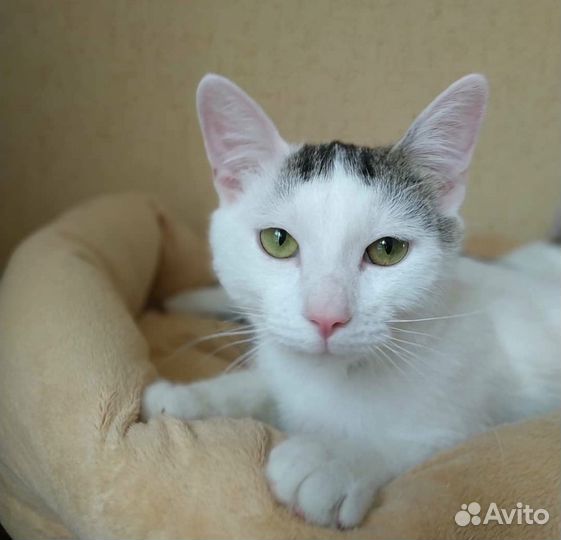 Классный котик ищет дом