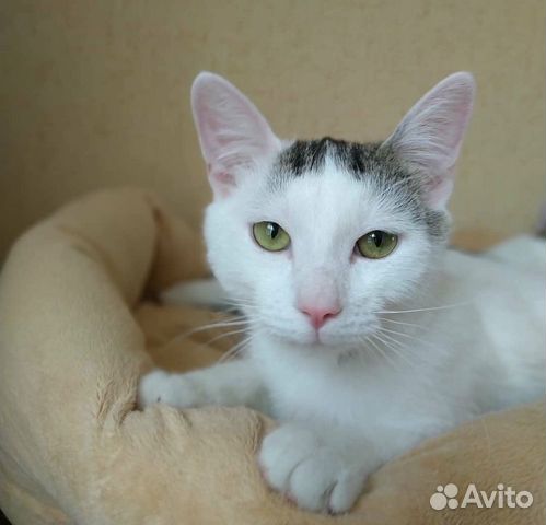 Классный котик ищет дом