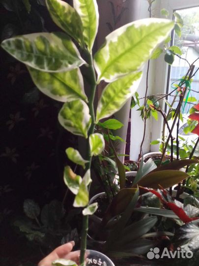 Педилантус