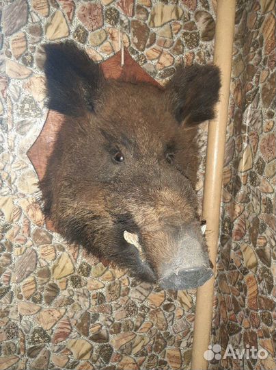 Чучела диких животных