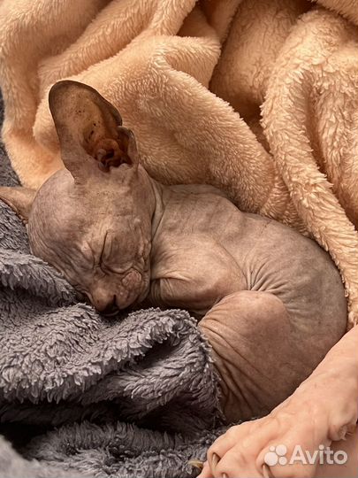 Донской сфинкс котята