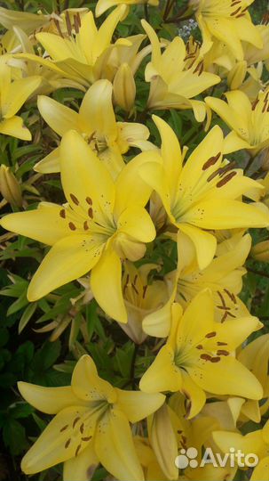 Лилии, лилейники