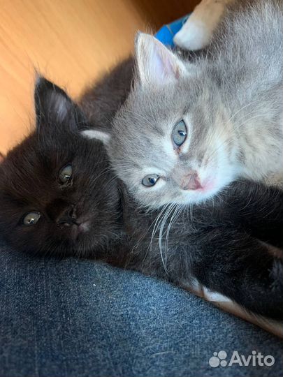 Котята в дар, 2 месяца, мальчик и девочка