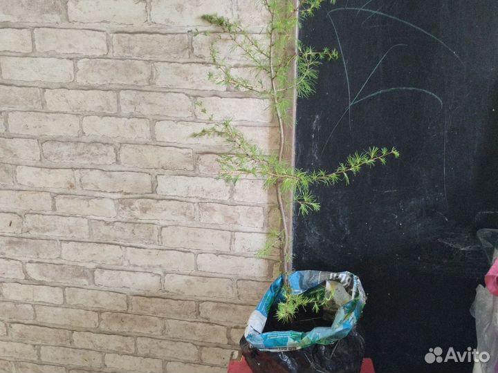 Саженец лиственницы 80 см