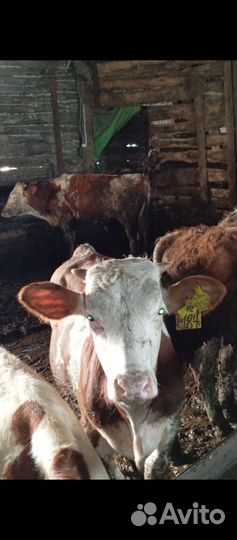 Телята бычки сементалы
