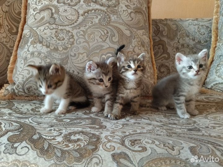 Отдадим котят в хорошие руки