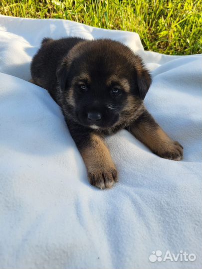 Щенки лабрадора помесь