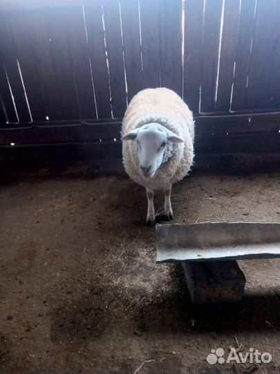 Бараны тексель