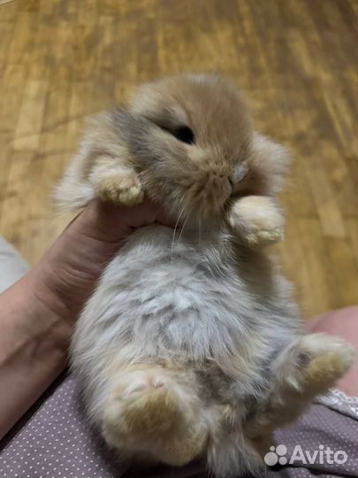 Декоративный кролик Львиноголовый Баран