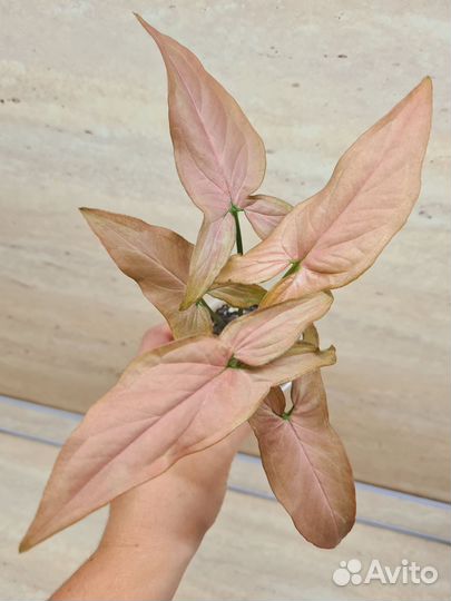 Сингониумы