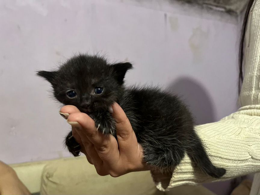 Котенок девочка около 1 месяца в добрые руки