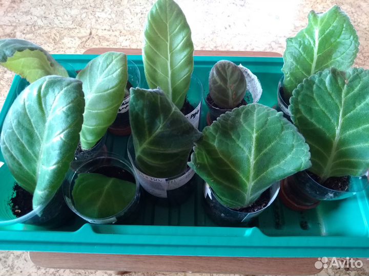 Глоксиния, лист