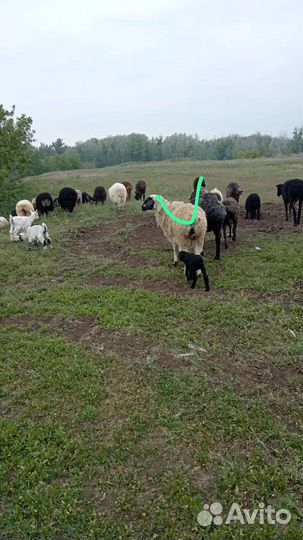 Овцы матки ягнята бараны