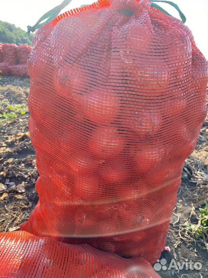 Лук репчатый