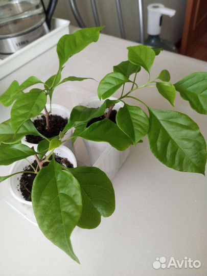 Бугенвиллея