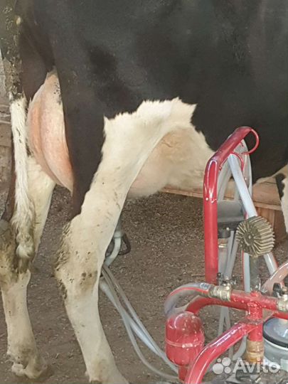 Коровы дойные молочные