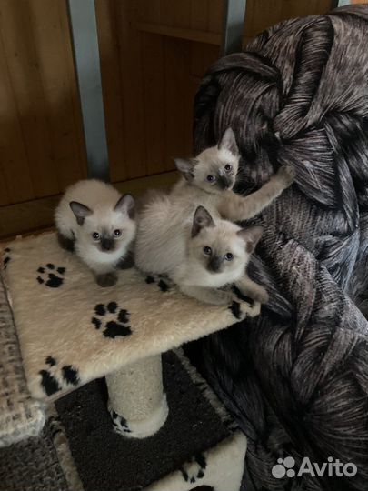 Сиамские котята